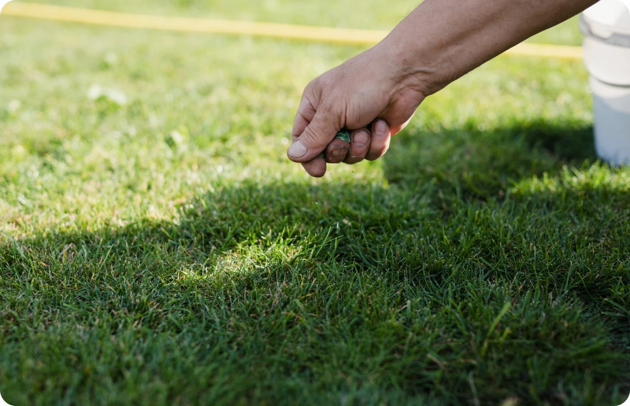 Gardening hand sowing grass seeds