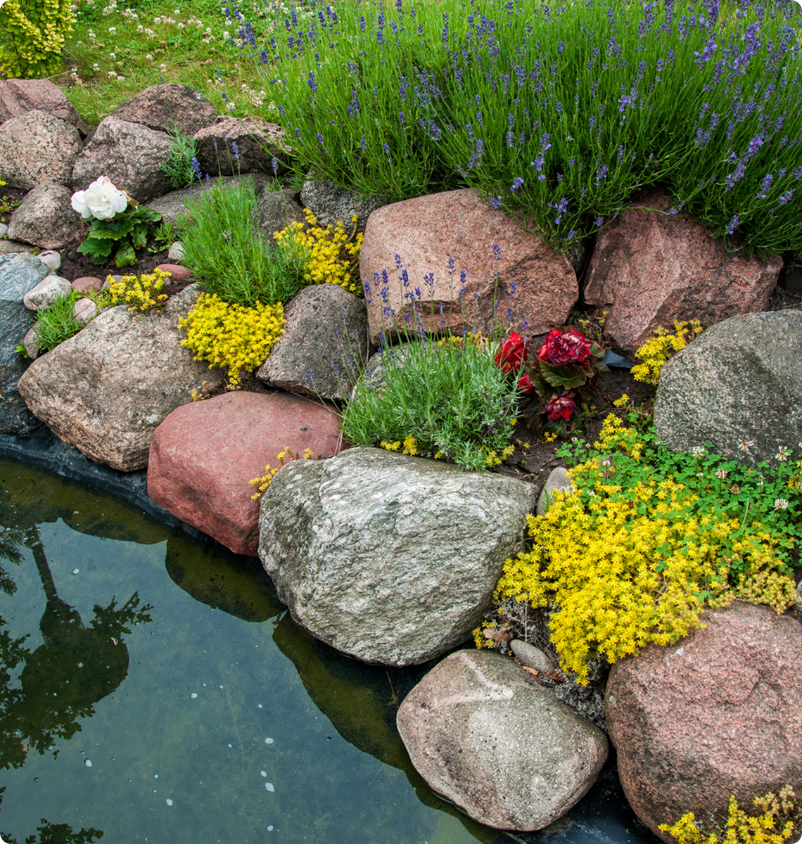 Stones and colorful plants by water
