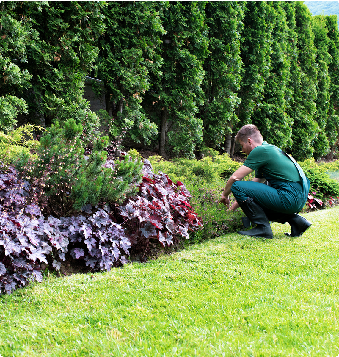 Lawn maintenance with hedge trimming